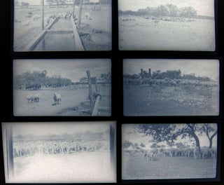 Item #028592 1937 Barnhart, Texas Blackstone Ranch Pictures of Sheep Photographic Negatives....