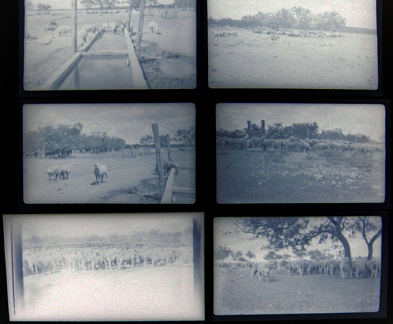 Item #028592 1937 Barnhart, Texas Blackstone Ranch Pictures of Sheep Photographic Negatives. Americana - 20th Century - Photography - Barnhart Texas - Blackstone Ranch.