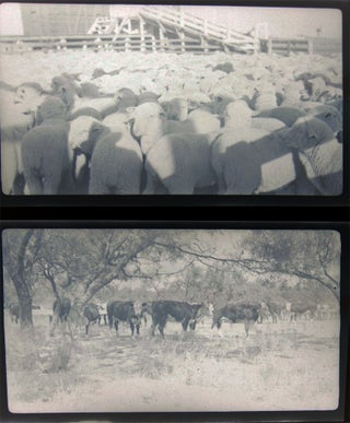 1937 Barnhart, Texas Blackstone Ranch Pictures of Sheep Photographic Negatives