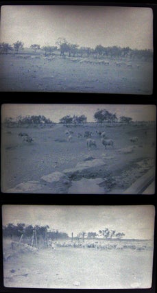 1937 Barnhart, Texas Blackstone Ranch Pictures of Sheep Photographic Negatives