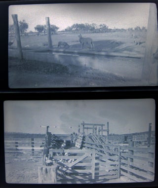 1937 Barnhart, Texas Blackstone Ranch Pictures of Sheep Photographic Negatives