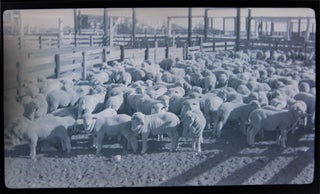 1937 Barnhart, Texas Blackstone Ranch Pictures of Sheep Photographic Negatives