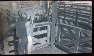 1937 Barnhart, Texas Blackstone Ranch Pictures of Sheep Photographic Negatives
