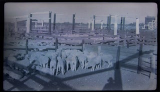1937 Barnhart, Texas Blackstone Ranch Pictures of Sheep Photographic Negatives