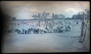 1937 Barnhart, Texas Blackstone Ranch Pictures of Sheep Photographic Negatives