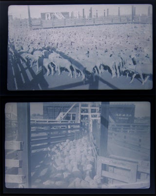 1937 Barnhart, Texas Blackstone Ranch Pictures of Sheep Photographic Negatives