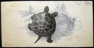 Item #028845 1887 Original Illustration Art By Henry Pruett Share (1853 - 1905) for the Turtle's...