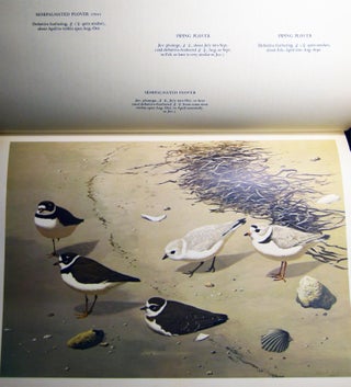 The Shorebirds of North America