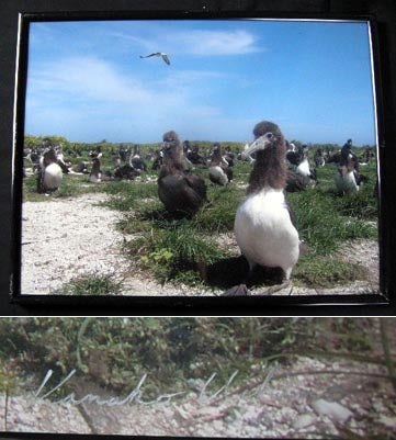 Item #17496 Laysan Albatross Hawaii Color Photgraph Signed By Kanako Uchino. Kanako Uchino.
