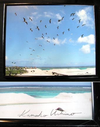 Item #17497 School of 'Iwa' Great Frigate Birds Hawaii Color Photgraph Signed By Kanako Uchino. Kanako Uchino.