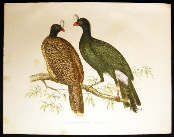 Item #19404 Das Pauxi-Helm Huhn (Pauxi Galeata) Galeated Curassow. Bilder-Atlas Zur Wissenschaftlich-Popularen Naturgeschichte Der Vogel.