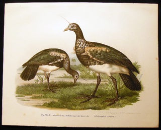 Item #19430 Der Sudamerikanische Whervogel oder Kamiche (Palamedea Cornuta) the South American...