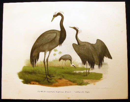 Item #19434 Der Numidische Jungfrauen-Kranich (Anthropoides Virgo) the Demoiselle Crane. Bilder-Atlas Zur Wissenschaftlich-Popularen Naturgeschichte Der Vogel.