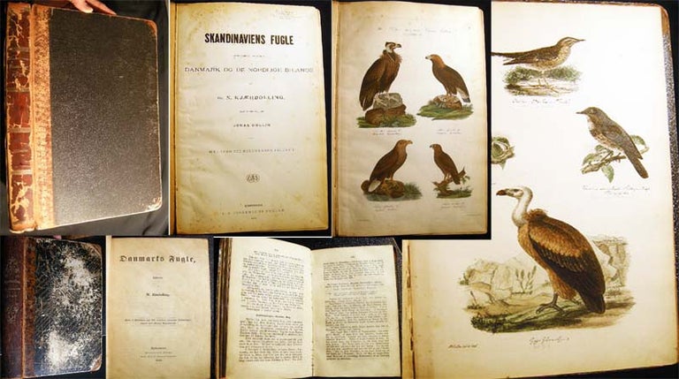 Item #23154 Skandinaviens Fugle Med Saerlight Hensyn Til Danmark Og De Norldige Bilande Plate Atlas Complete (with) Danmarks Fugle 1852 Text Volume. Niels Kjaerbolling.