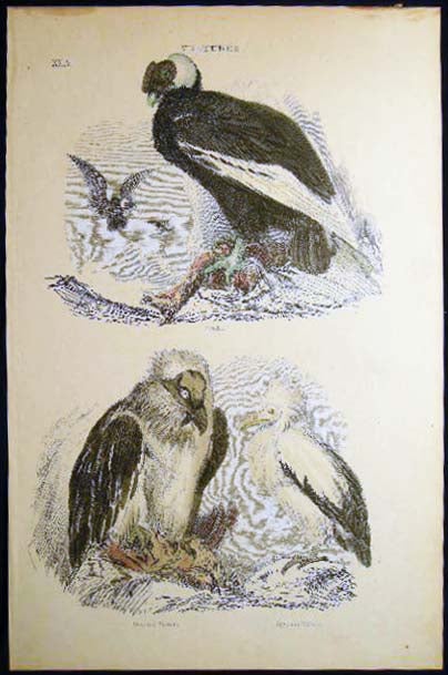Item #24894 Circa 19th Century Hand Colored Ornithology Plate Number XXIV Vultures Condor Bearded Vulture Egyptian Vulture. Art - 19th Century - Ornithology.