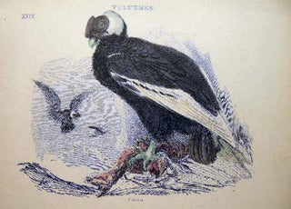 Circa 19th Century Hand Colored Ornithology Plate Number XXIV Vultures Condor Bearded Vulture Egyptian Vulture