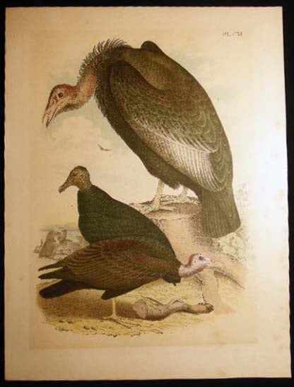 Item #24899 Large Hand Colored Plate Vultures Ornithology Number CXI. Art - 19th Century - Ornithology.