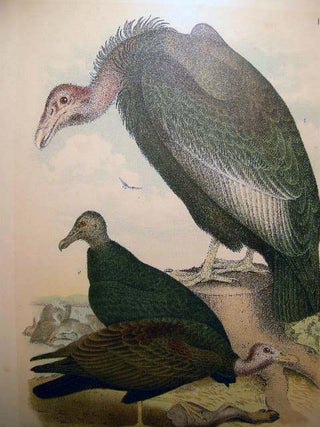 Large Hand Colored Plate Vultures Ornithology Number CXI
