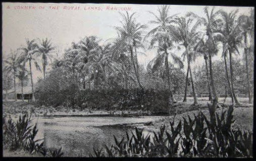 Item #25771 Circa 1906 Postcard A Corner of the Royal Lakes, Rangoon Burma. Burma - 20th Century.