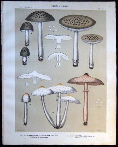 Item #26091 Original Color Lithograph Plate 44 Amanitopsis Strangulata & Lepiota Americana. Americana - Mycology - Mushrooms - Fungi - New York State.