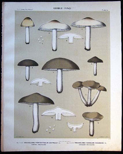 Item #26092 Original Color Lithograph Plate 45 Tricholoma Portentosum Centrale & Tricholoma Terreum Fragrans. Americana - Mycology - Mushrooms - Fungi - New York State.