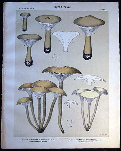 Item #26093 Original Color Lithograph Plate 46 Clitocybe Clavipes & Clitocybe Monadelpha. Americana - Mycology - Mushrooms - Fungi - New York State.