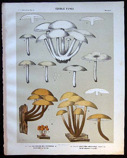 Item #26094 Original Color Lithograph Plate 47 Clitocybe Multiformis & Collybia Velutipes. Americana - Mycology - Mushrooms - Fungi - New York State.