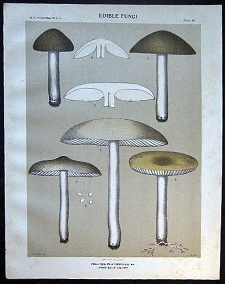 Item #26096 Original Color Lithograph Plate 49 Collybia Platyphylla. Americana - Mycology - Mushrooms - Fungi - New York State.