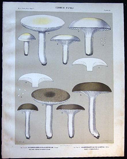 Item #26097 Original Color Lithograph Plate 50 Hygrophorus Flavodiscus & Hygrophorus Fulcineus. Americana - Mycology - Mushrooms - Fungi - New York State.