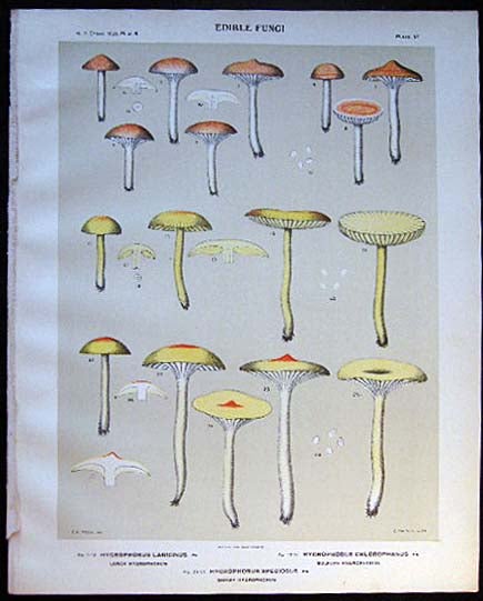 Item #26098 Original Color Lithograph Plate 51 Hygrophorus Laricinus & Hygrophorus Chlorophanus & Hygrophorus Speciosus. Americana - Mycology - Mushrooms - Fungi - New York State.