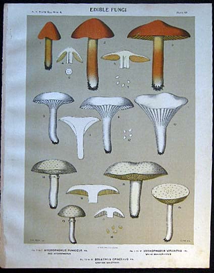 Item #26099 Original Color Lithograph Plate 52 Hygrophorus Puniceus & Hygrophorus Virgineus & Boletinus Grisellus. Americana - Mycology - Mushrooms - Fungi - New York State.