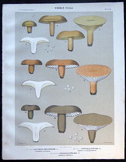 Item #26100 Original Color Lithograph Plate 53 Lactarius Chelidonium & Lactarius Distans & Lactarius Gerardii. Americana - Mycology - Mushrooms - Fungi - New York State.