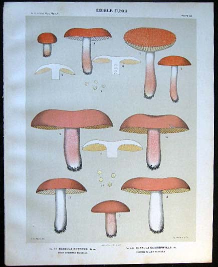 Item #26101 Original Color Lithograph Plate 54 Russula Roseipes & Russula Ochrophylla. Americana - Mycology - Mushrooms - Fungi - New York State.