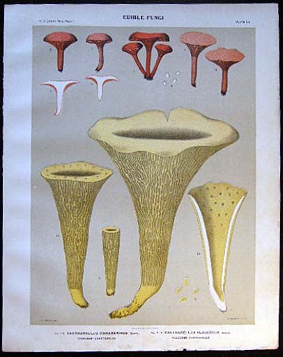 Item #26102 Original Color Lithograph Plate 55 Cantharellus Cinnabarinus & Cantharellus Floccosus. Americana - Mycology - Mushrooms - Fungi - New York State.