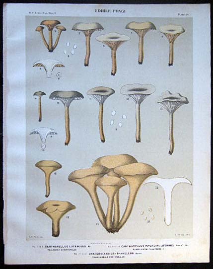 Item #26103 Original Color Lithograph Plate 56 Cantharellus Lutescens & Cantharellus Infundibuliformis & Craterellus Cantharellus. Americana - Mycology - Mushrooms - Fungi - New York State.