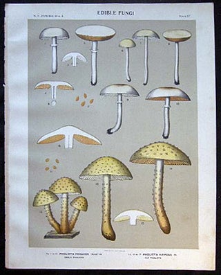 Item #26104 Original Color Lithograph Plate 57 Pholiota Praecox & Pholiota Adiposa. Americana -...