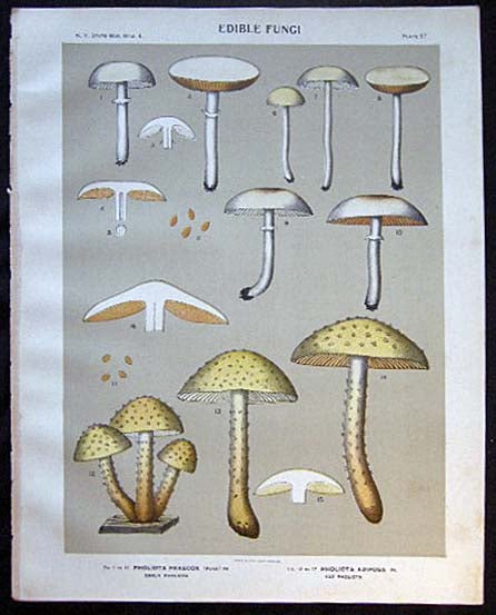 Item #26104 Original Color Lithograph Plate 57 Pholiota Praecox & Pholiota Adiposa. Americana - Mycology - Mushrooms - Fungi - New York State.