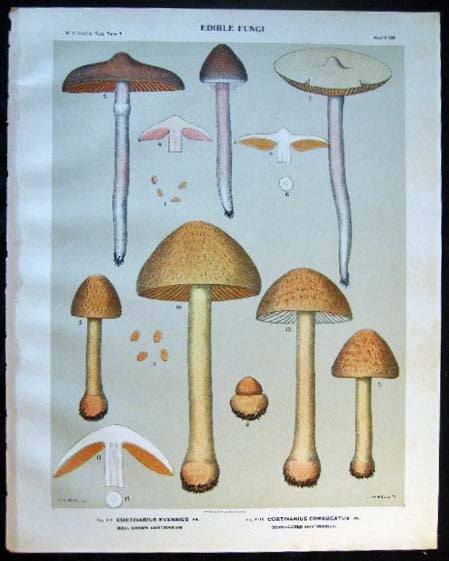 Item #26105 Original Color Lithograph Plate 58 Cortinarius Evernius & Cortinarius Corrugatus. Americana - Mycology - Mushrooms - Fungi - New York State.