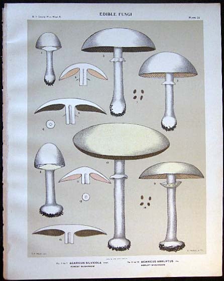 Item #26106 Original Color Lithograph Plate 59 Agaricus Silvicola & Agaricus Abruptus. Americana - Mycology - Mushrooms - Fungi - New York State.