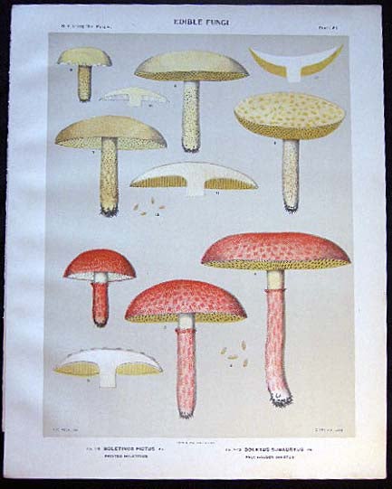 Item #26108 Original Color Lithograph Plate 61 Boletinus Pictus & Boletus Subaureus. Americana - Mycology - Mushrooms - Fungi - New York State.