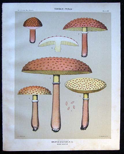 Item #26109 Original Color Lithograph Plate 62 Boletus Spectabilis. Americana - Mycology - Mushrooms - Fungi - New York State.