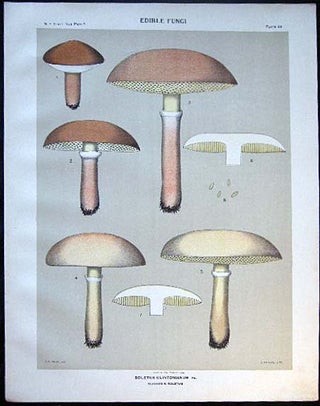 Item #26110 Original Color Lithograph Plate 63 Boletus Clintonianus. Americana - Mycology -...