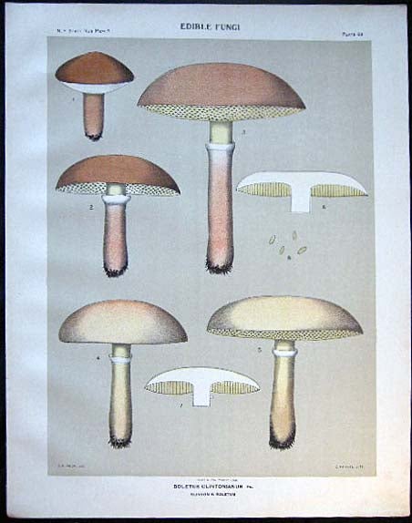 Item #26110 Original Color Lithograph Plate 63 Boletus Clintonianus. Americana - Mycology - Mushrooms - Fungi - New York State.