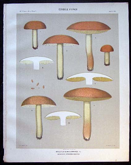 Item #26111 Original Color Lithograph Plate 64 Boletus Subclabpripes. Americana - Mycology - Mushrooms - Fungi - New York State.