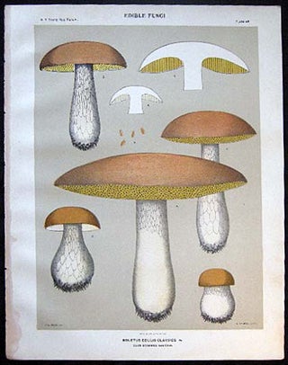 Item #26112 Original Color Lithograph Plate 65 Boletus Edulis Calvipes. Americana - Mycology -...