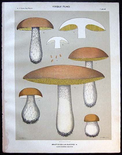 Item #26112 Original Color Lithograph Plate 65 Boletus Edulis Calvipes. Americana - Mycology - Mushrooms - Fungi - New York State.