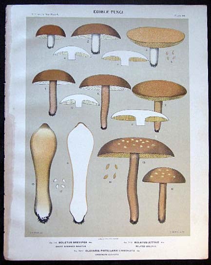 Item #26113 Original Color Lithograph Plate 66 Boletus Brevipes & Boletus Affinis & Clavaria Pistillaris Umbonata. Americana - Mycology - Mushrooms - Fungi - New York State.
