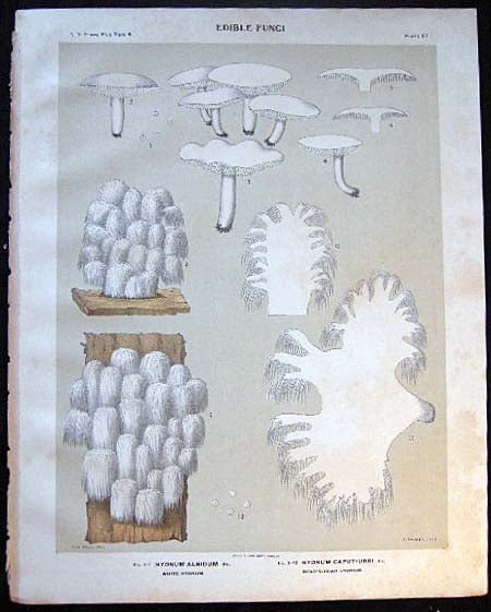 Item #26114 Original Color Lithograph Plate 67 Hydnum Albidum & Hydnum Capt-Ursi. Americana - Mycology - Mushrooms - Fungi - New York State.
