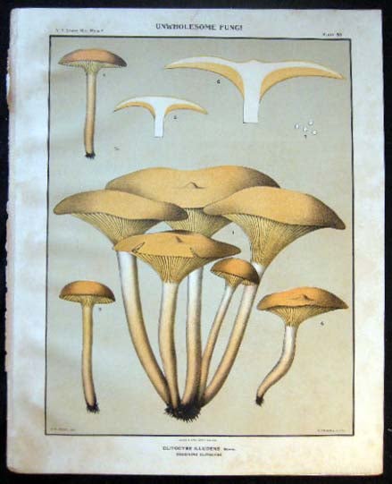 Item #26115 Original Color Lithograph Plate 68 Unwholesome Fungi Clitocybe Illudens. Americana - Mycology - Mushrooms - Fungi - New York State.